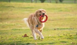 视频爆料狗狗,狗狗的神奇瞬间，萌态百出引网友热议